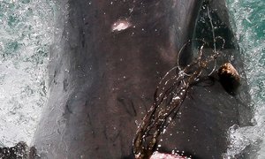 GREAT WHITE SHARK FREED FROM DEADLY FISHING LINE